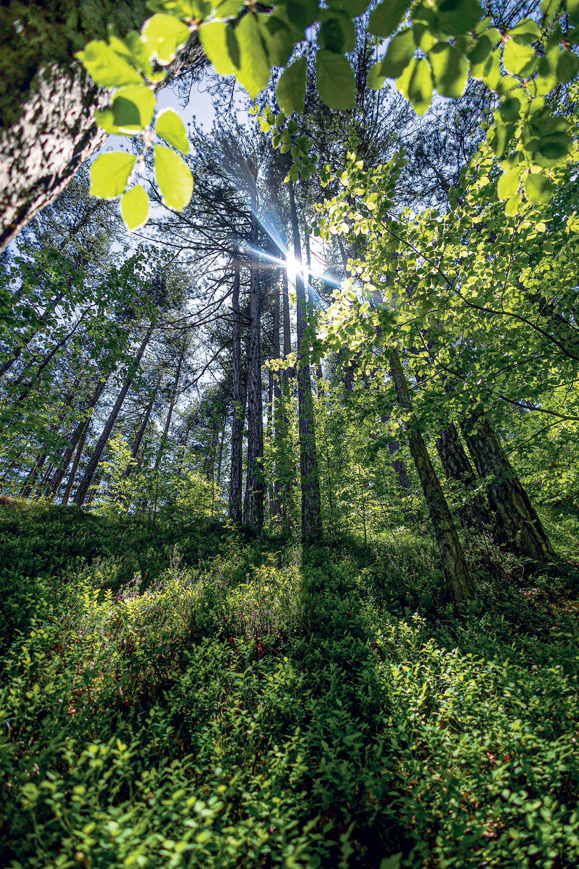 Το μυστικό της επιτυχίας του Μετσόβου-11