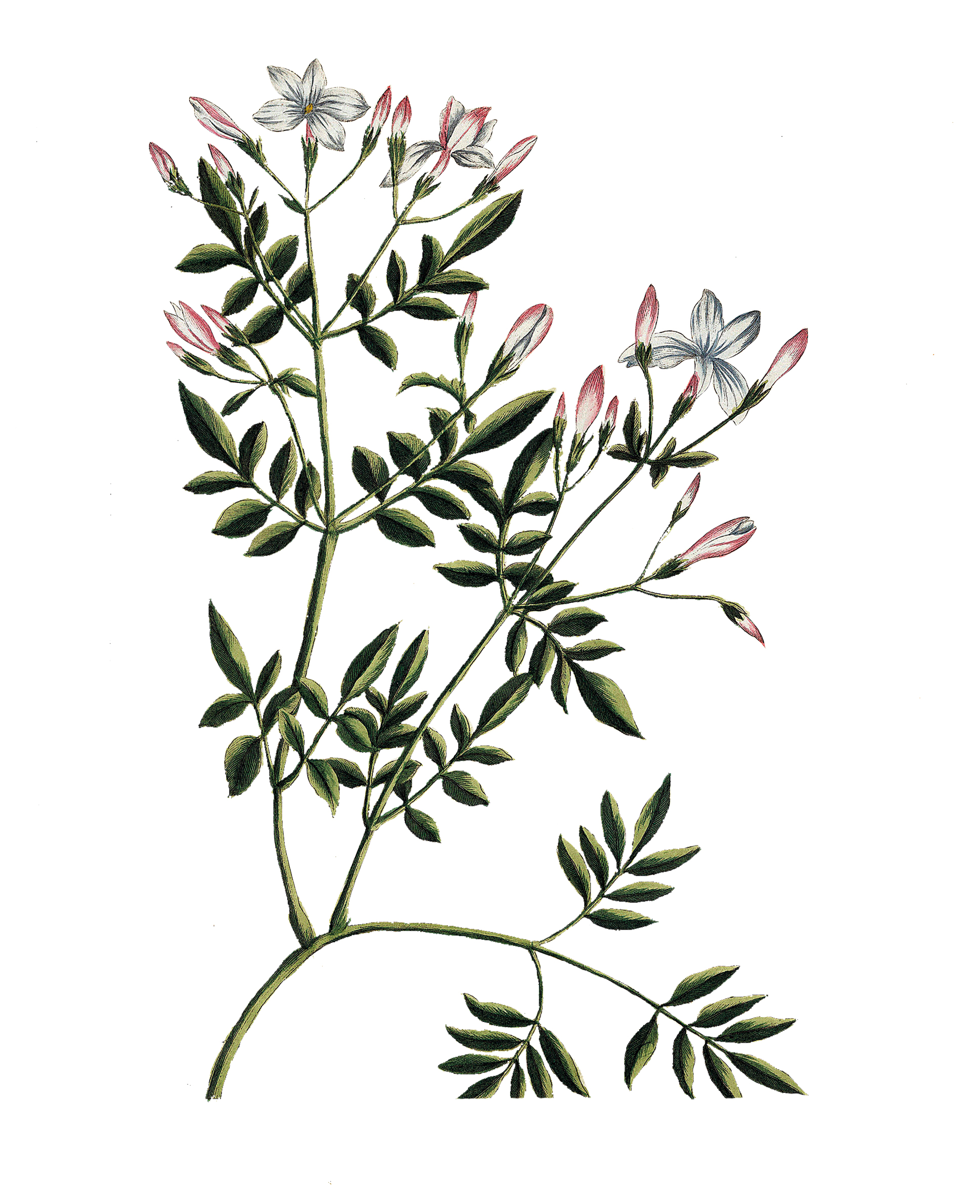 Γιασεμί: Αγχολυτικό, αντικαταθλιπτικό-1