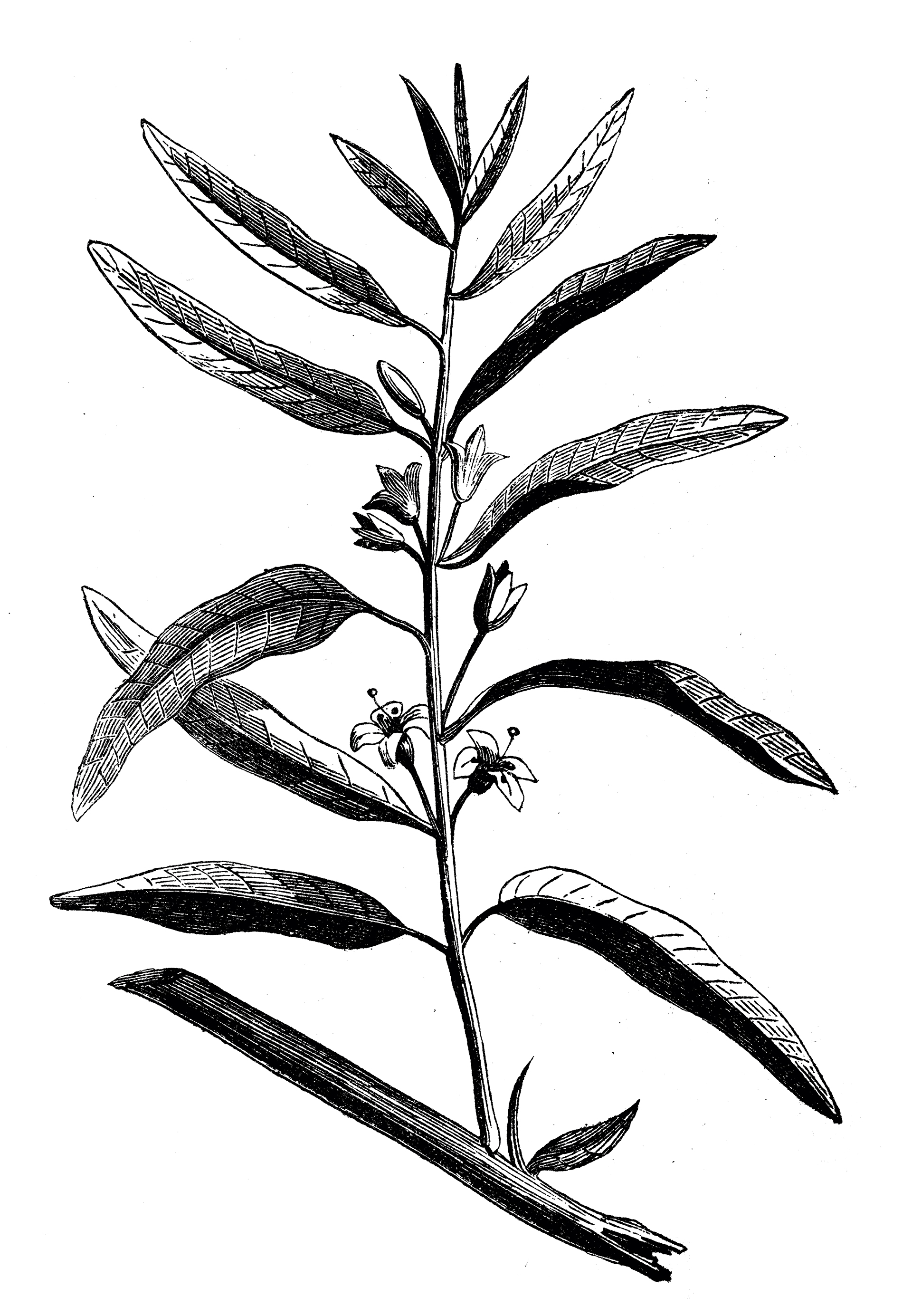 Ελαίαγνος: Με απολαυστικό άρωμα και σπουδαία γεύση-1