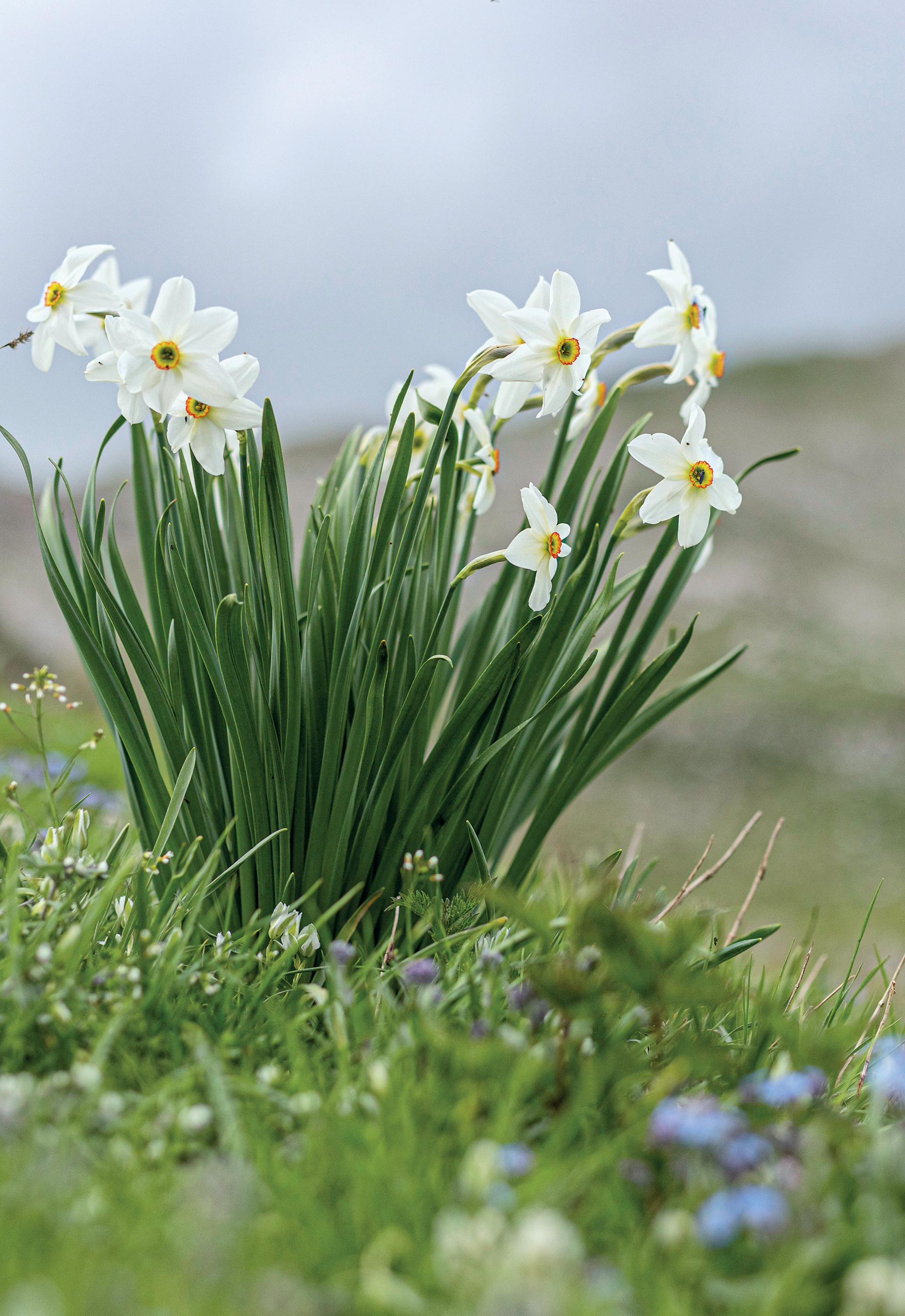 Το μυστικό της επιτυχίας του Μετσόβου-14