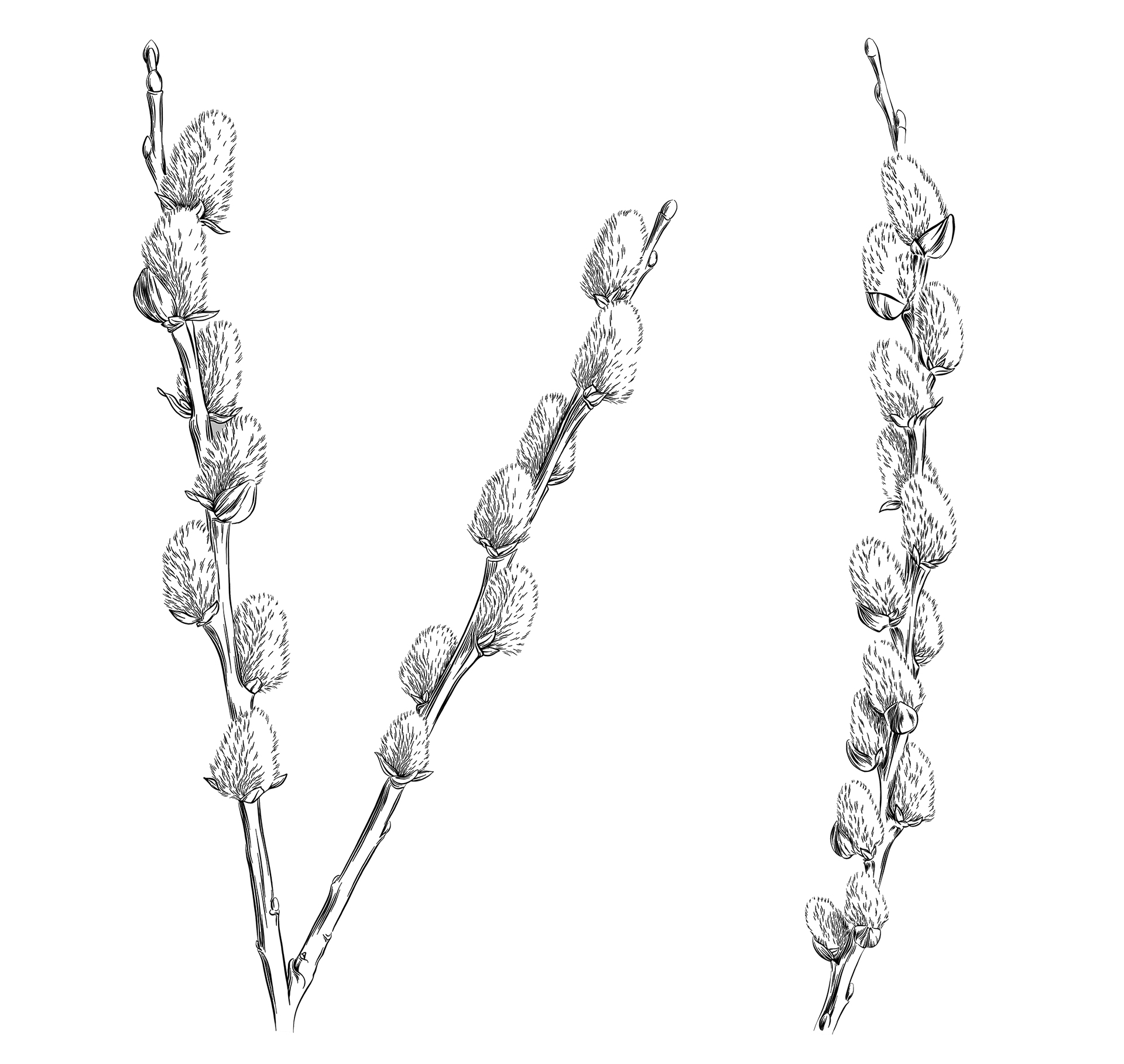 Γιδοϊτιά: Θα έκλεβε τη δόξα της αμυγδαλιάς-1