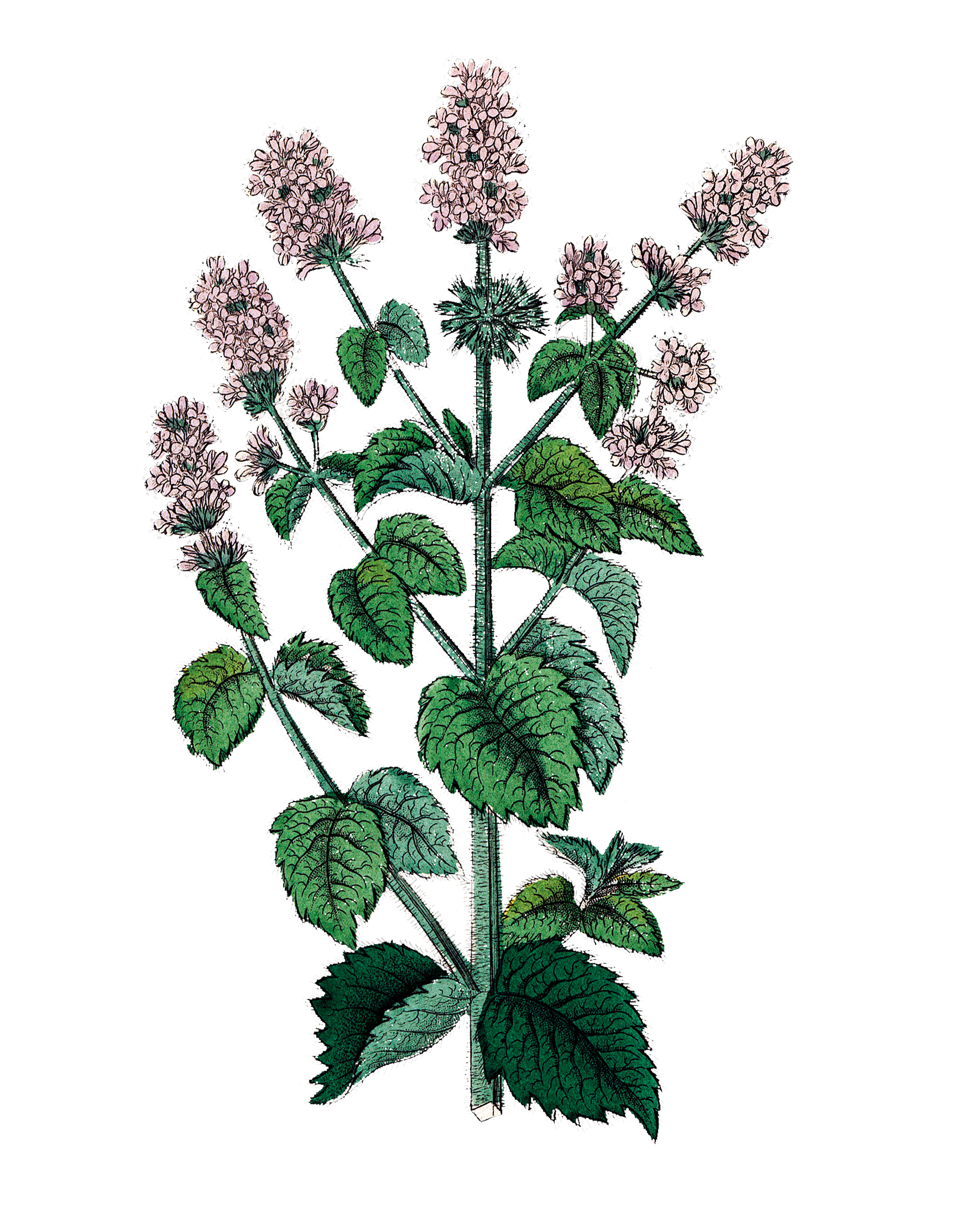 Δυόσμος: Φυσικό αναψυκτικό, ανακουφίζει από δυσπεψία-1