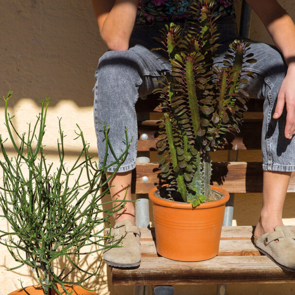 ευφόρβιες-προς-τιμήν-του-έλληνα-γιατρ-563669179