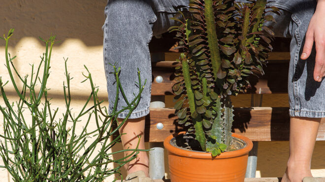 ευφόρβιες-προς-τιμήν-του-έλληνα-γιατρ-563669179