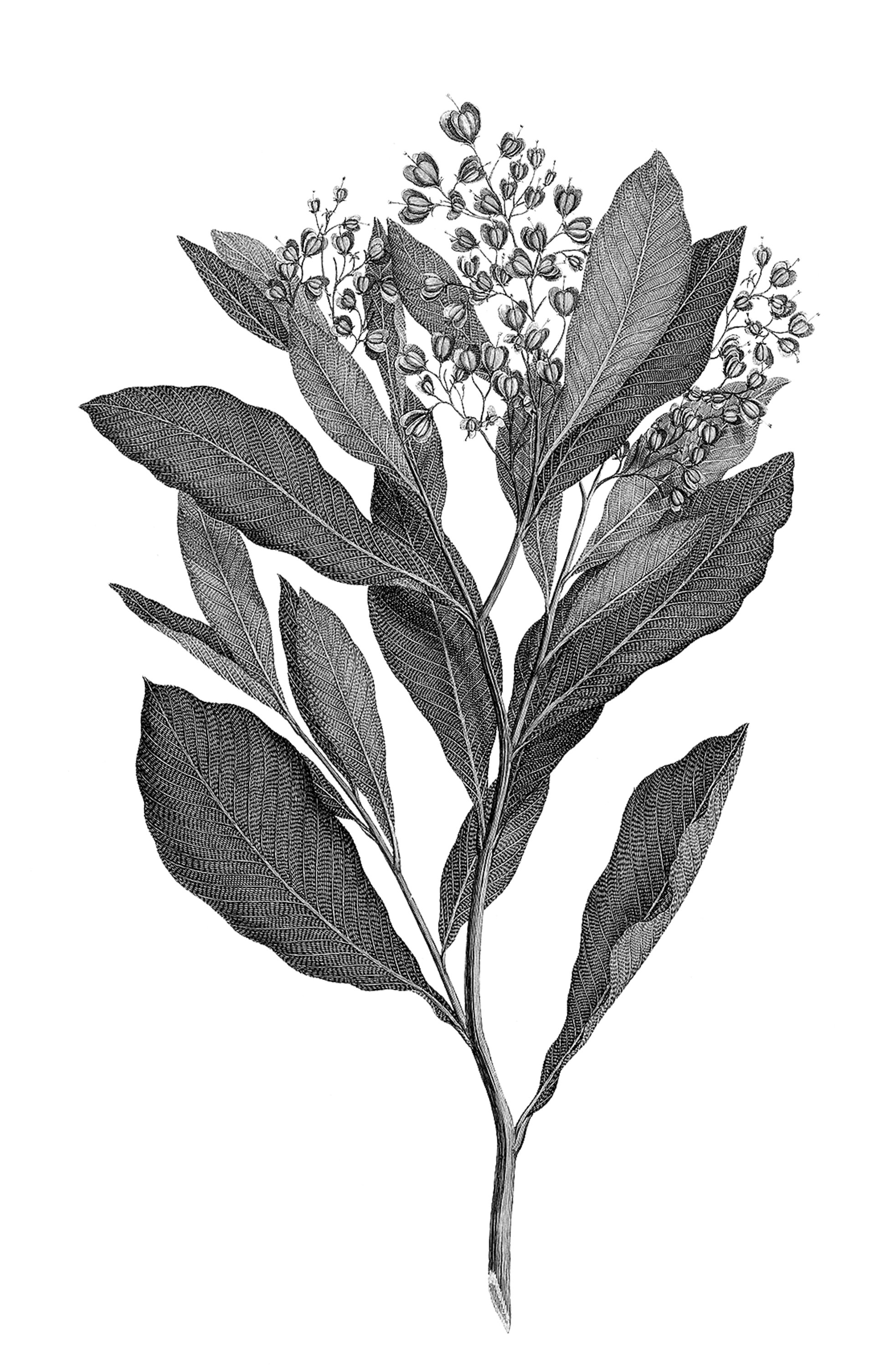 Δωδωναία: Θωρακίζει από τα αδιάκριτα βλέμματα-1