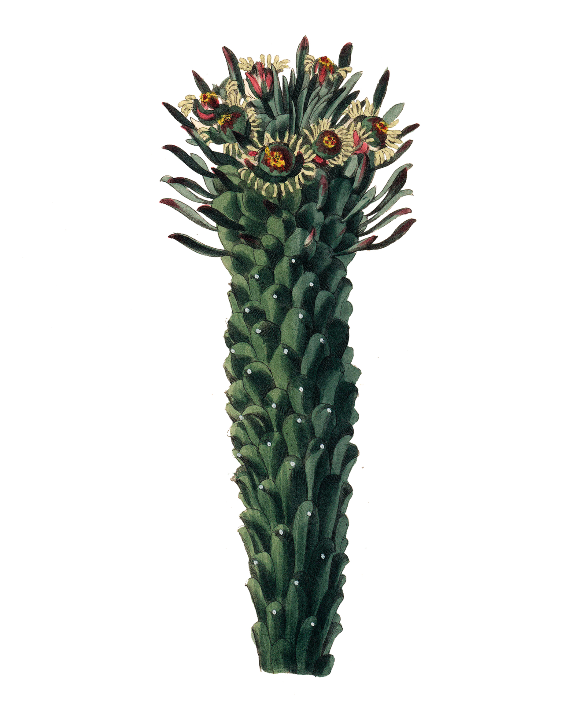 Ευφόρβιες: Προς τιμήν του Έλληνα γιατρού-1