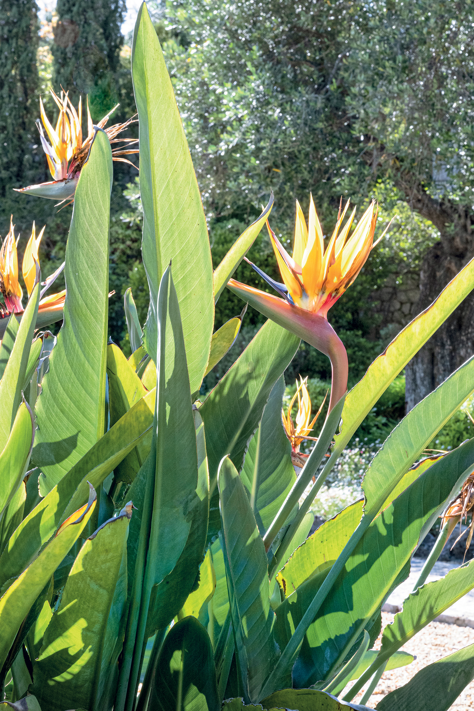 Μία βόλτα στους θαυμαστούς κήπους της Κέρκυρας-2