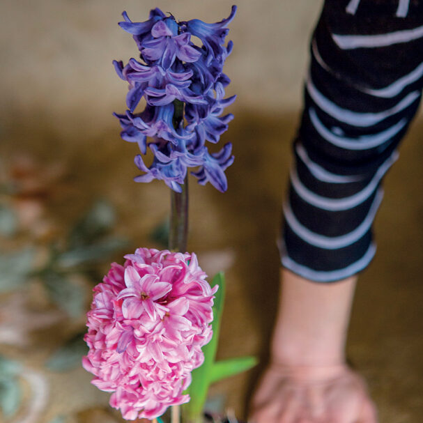 ζουμπούλι-μεθυστικό-με-καταγωγή-από-τ-563669221