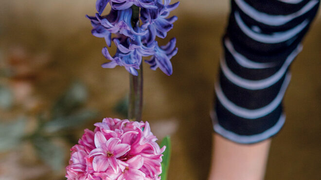 ζουμπούλι-μεθυστικό-με-καταγωγή-από-τ-563669221