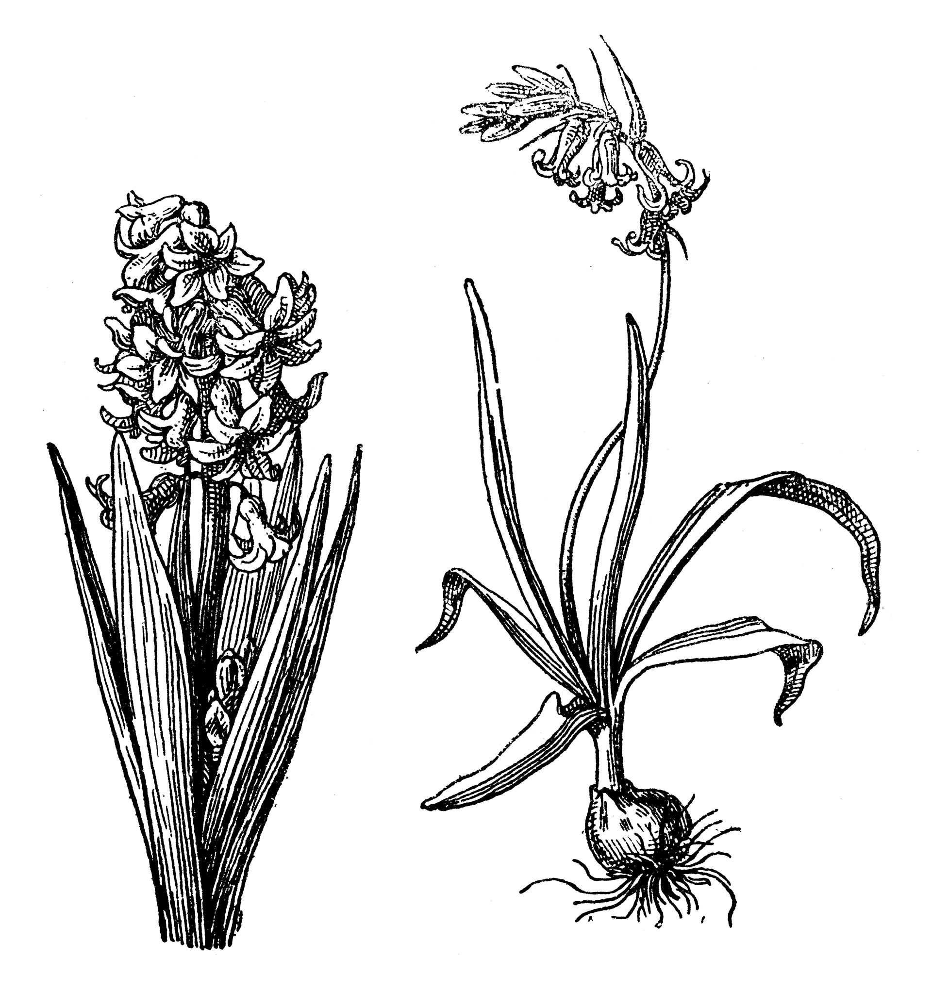 Ζουμπούλι: Μεθυστικό με καταγωγή από το Ιράν-1