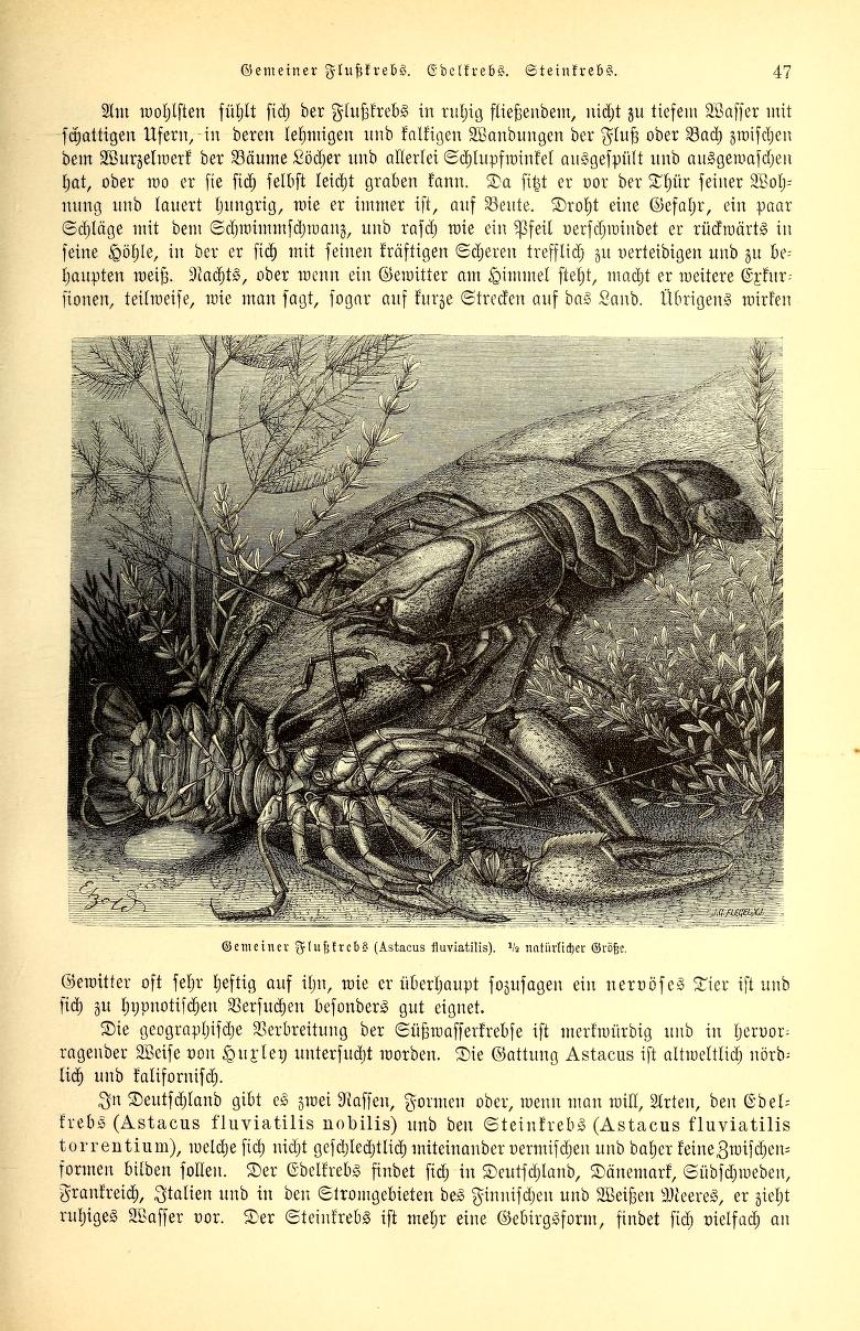 Οι Ελληνες και η θάλασσα: Με κιούρτους, κοφίνια και αστακόμαντρες-1