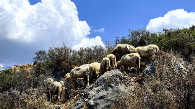 οπεκεπε-δικογραφία-για-δύο-στη-βουλή-563672260