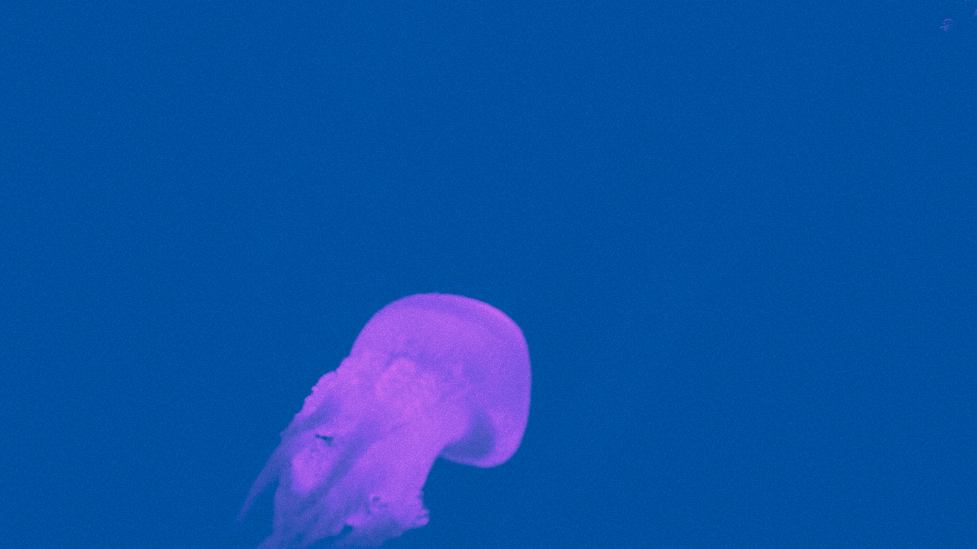 μοβ-μέδουσες-μία-ανάσα-πριν-την-αττι-563681203