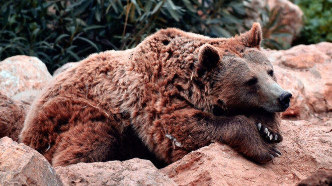 καλλιστώ-δηλητηριασμένη-αρκούδα-β-563683597
