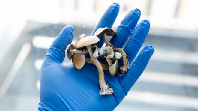 νέα-ζηλανδία-οι-αρχές-επέτρεψαν-την-ια-563668570