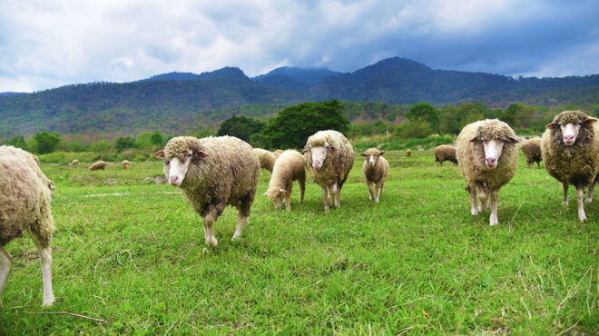 οπεκεπε-πολιτικές-παρεμβάσεις-και-πα-563684056