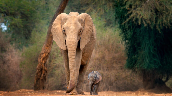 ζιμπάμπουε-τη-σφαγή-τουλάχιστον-50-ελεφ-563647426