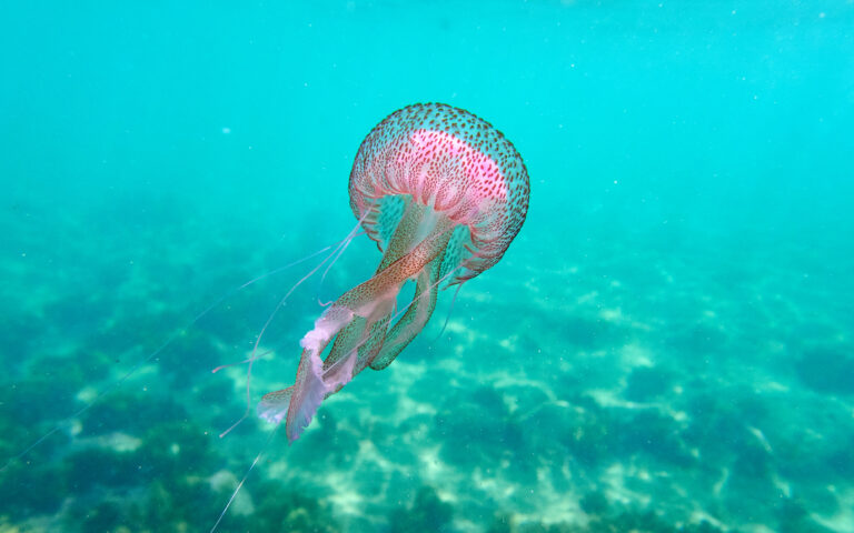Μοβ μέδουσες μία «ανάσα» πριν την Αττική-1