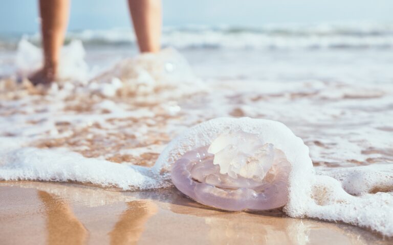 Μοβ μέδουσες μία «ανάσα» πριν την Αττική-3