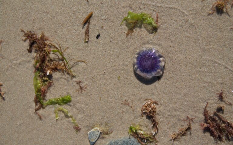 Μοβ μέδουσες μία «ανάσα» πριν την Αττική-2