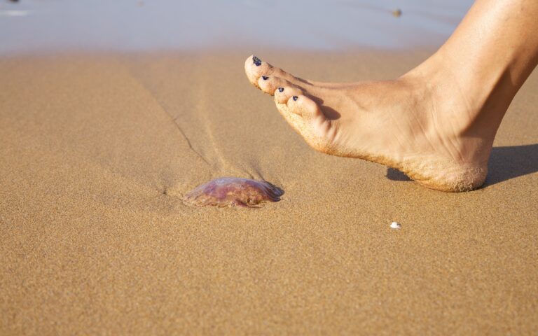 Μοβ μέδουσες μία «ανάσα» πριν την Αττική-5