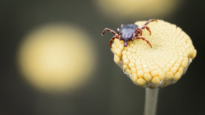 αιμορραγικός-πυρετός-η-διαδρομή-του-τ-563690071