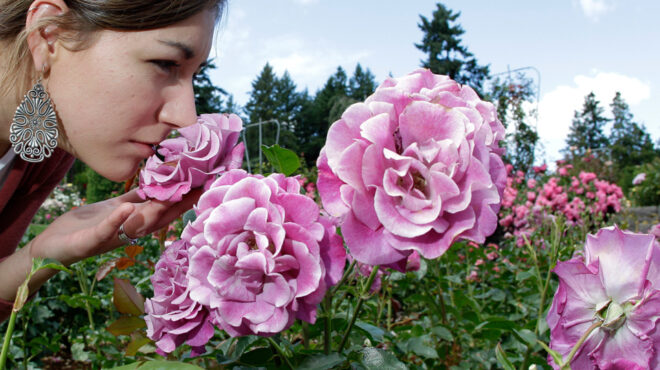 η-στενή-σχέση-της-όσφρησης-με-την-υγεία-563659783
