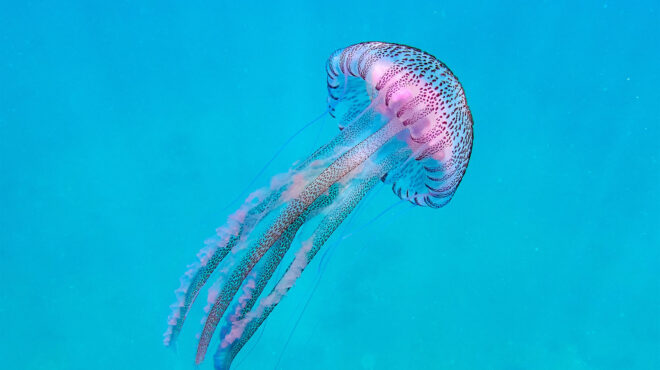 μοβ-μέδουσες-σε-ποιες-θάλασσες-της-ελλ-563726275