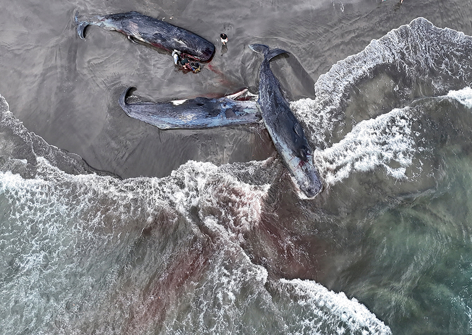 Η έναρξη ενός φεστιβάλ-3