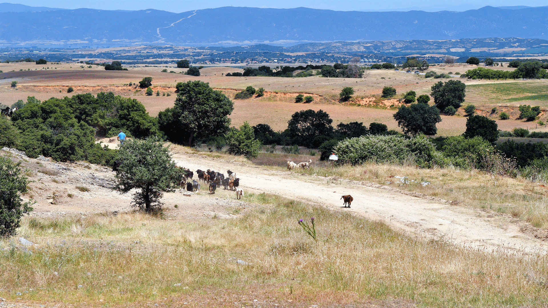 εταιρεία-είχε-τον-έλεγχο-του-οπεκεπε-563724481