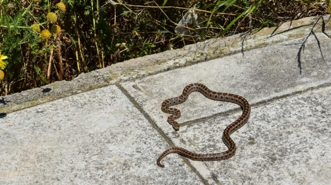 αλόννησος-στο-νοσοκομείο-βόλου-γαλλί-563712658
