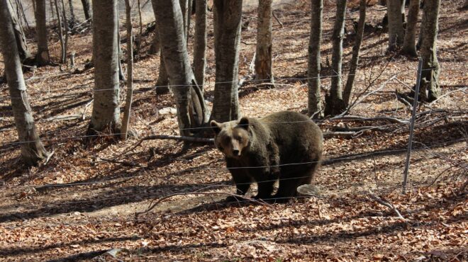 καστοριά-νεκρή-από-πυροβόλο-όπλο-μαμά-563717782