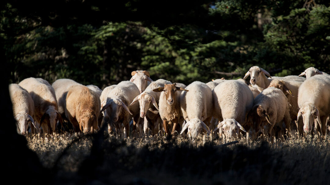 οπεκεπε-δικογραφία-για-βόρεια-ελλάδ-563696659