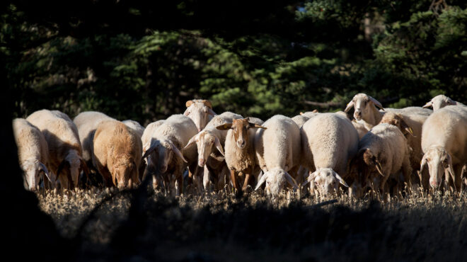 οπεκεπε-δικογραφία-για-βόρεια-ελλάδ-563696659