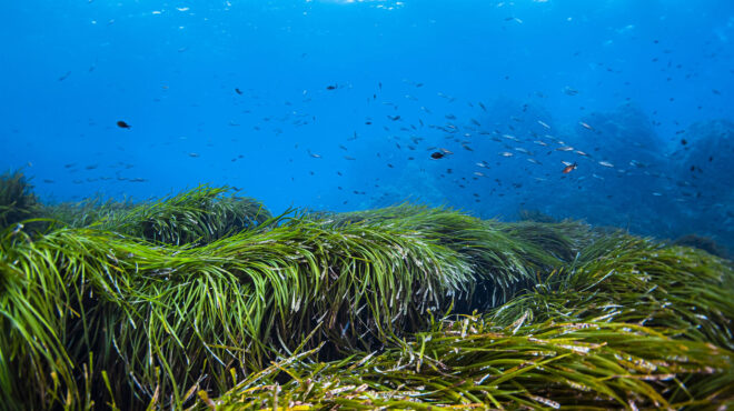 το-υψηλό-κόστος-της-ιχθυοκαλλιέργε-563705962