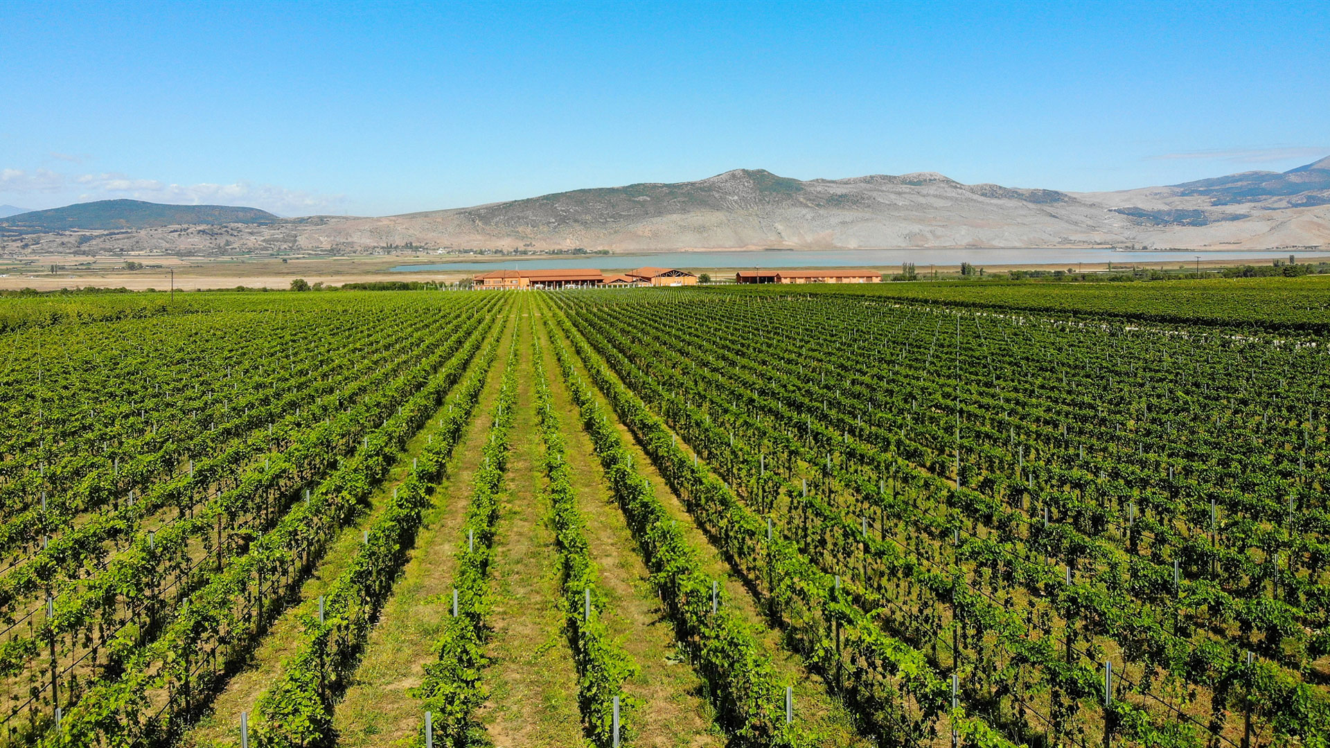 θα-μιλήσουμε-παντού-για-το-ξινόμαυρο-563724721