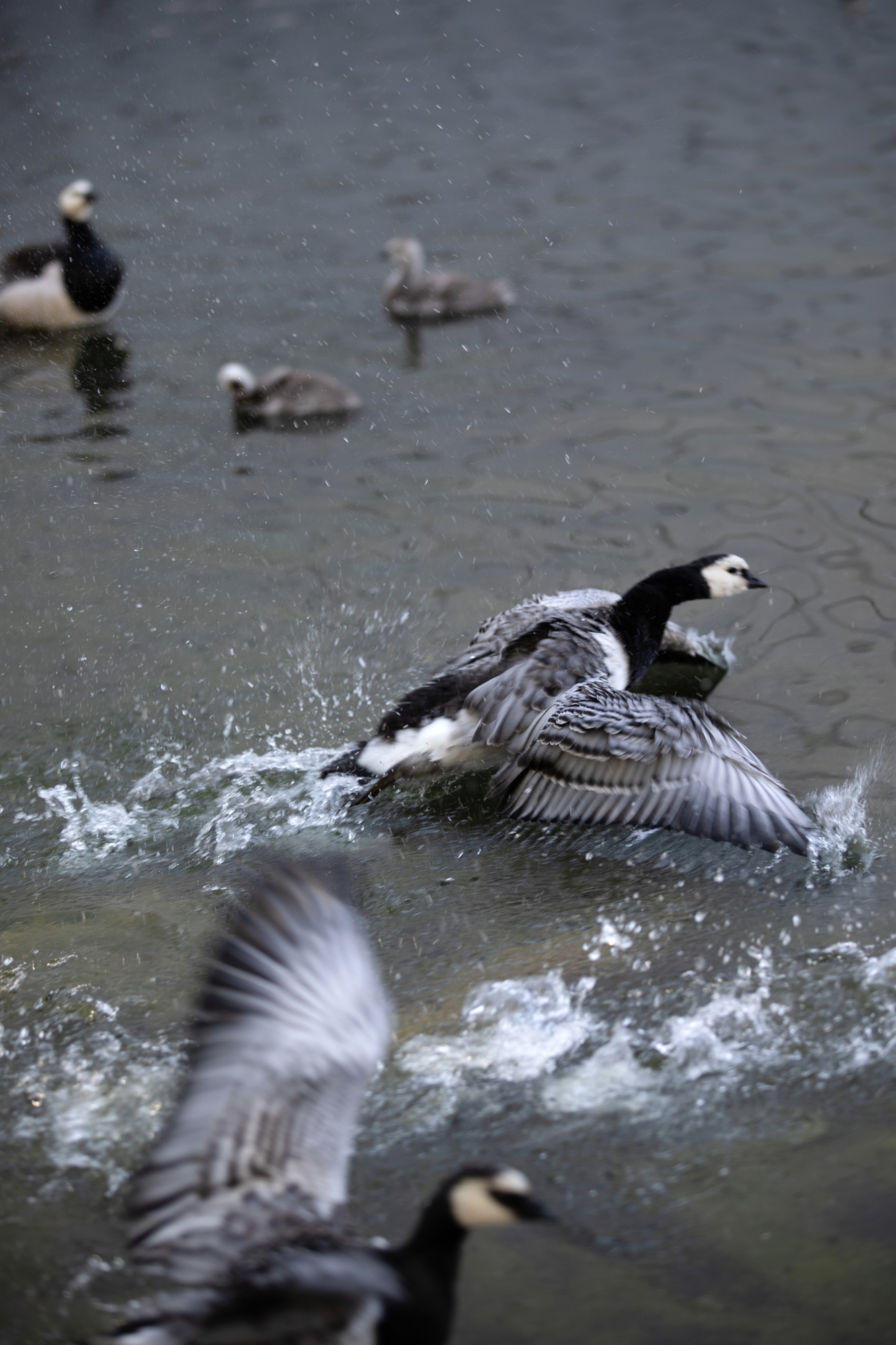 «Μάχη» με τις χήνες στις πλαζ του Ελσίνκι-2
