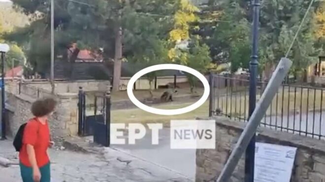καστοριά-αρκούδα-εμφανίστηκε-σε-αυλή-563729686