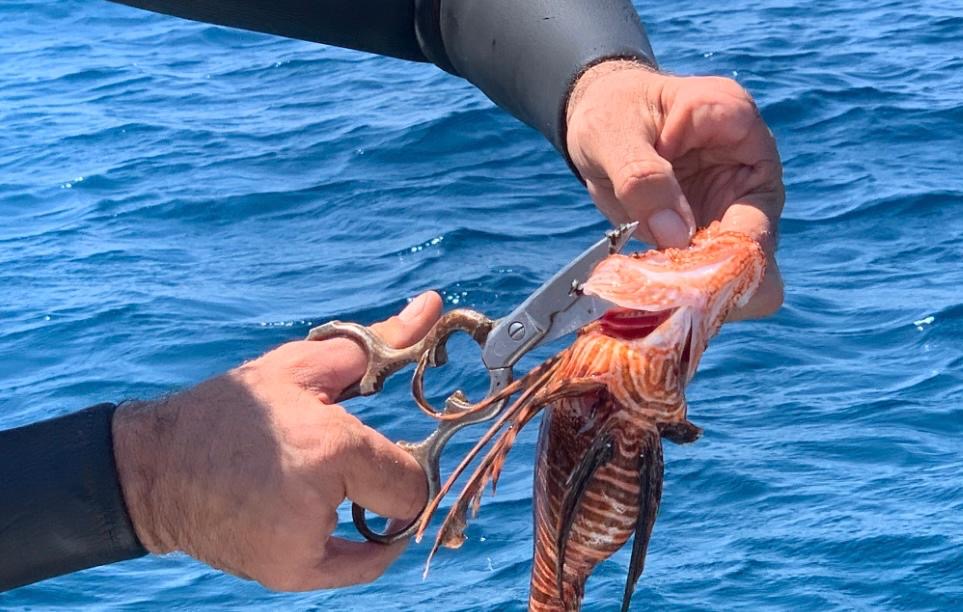 Ο πρίγκιπας τρώει λεοντόψαρο-3