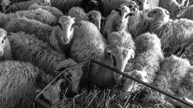 οπεκεπε-η-θρυαλλίδα-των-99-563699503