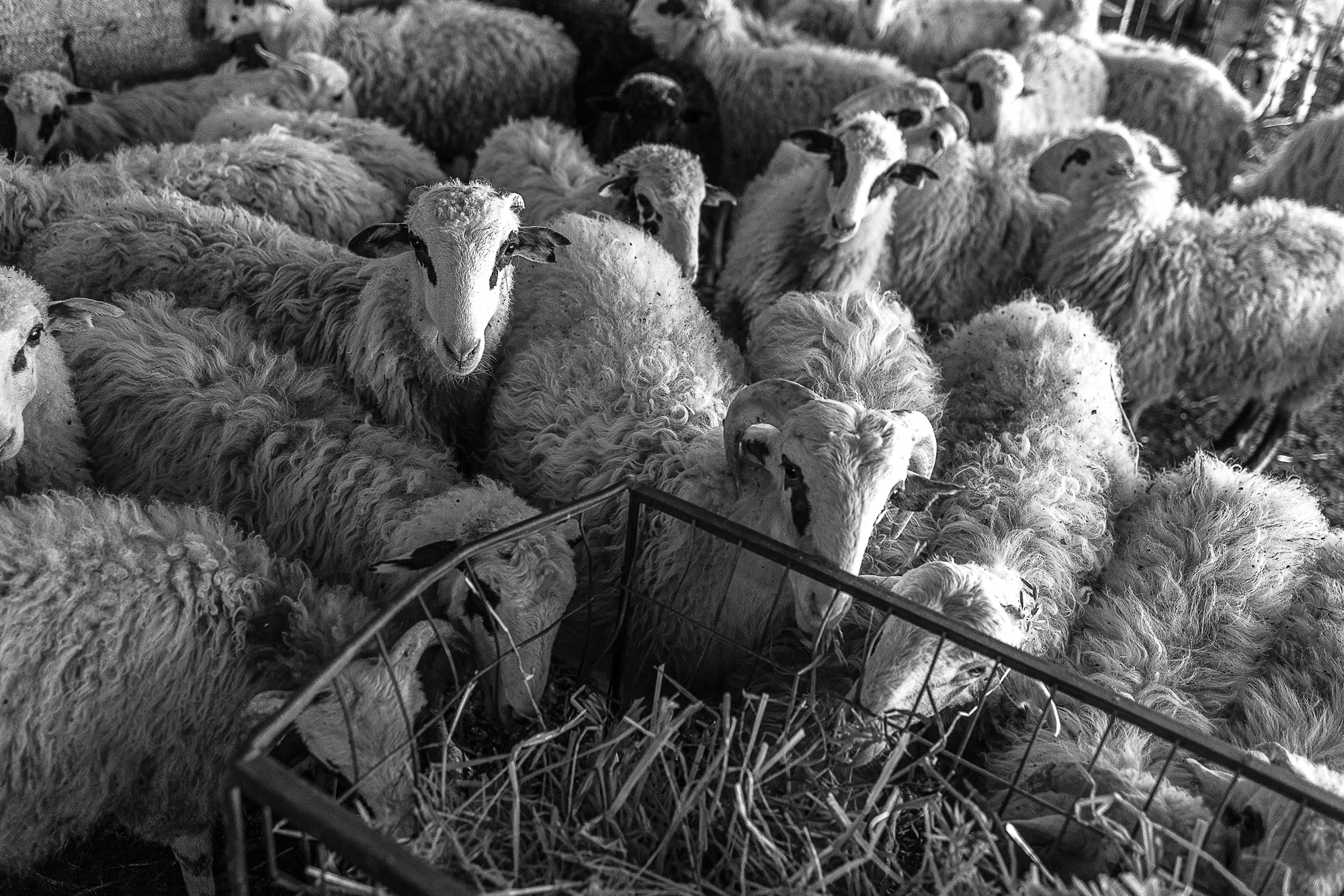 οπεκεπε-η-θρυαλλίδα-των-99-563699503