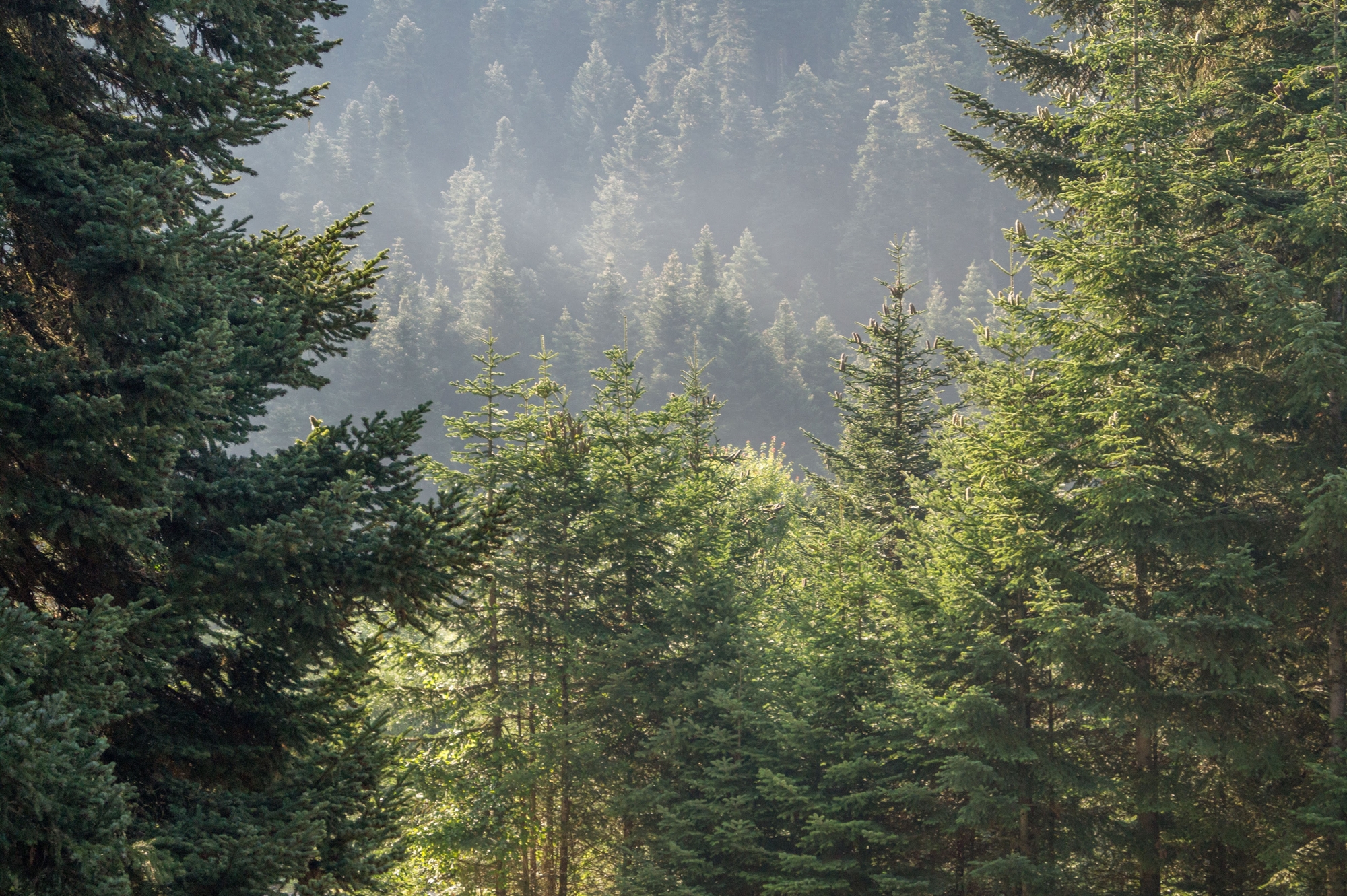 Τα δάση μας «εκπαιδεύονται»-2