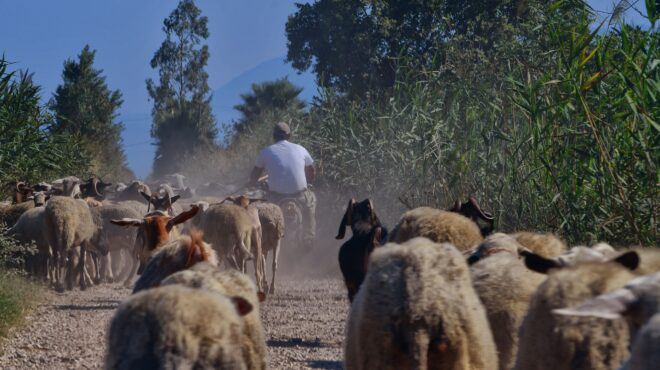 dw-η-άφθονη-σοδειά-των-ψευτοαγροτών-563739097