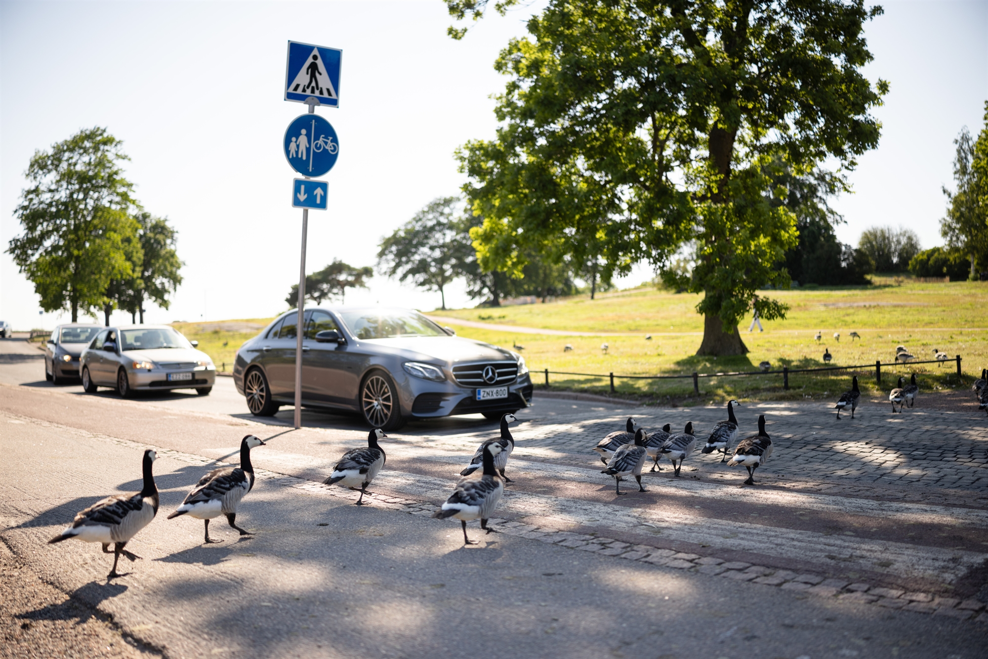«Μάχη» με τις χήνες στις πλαζ του Ελσίνκι-1