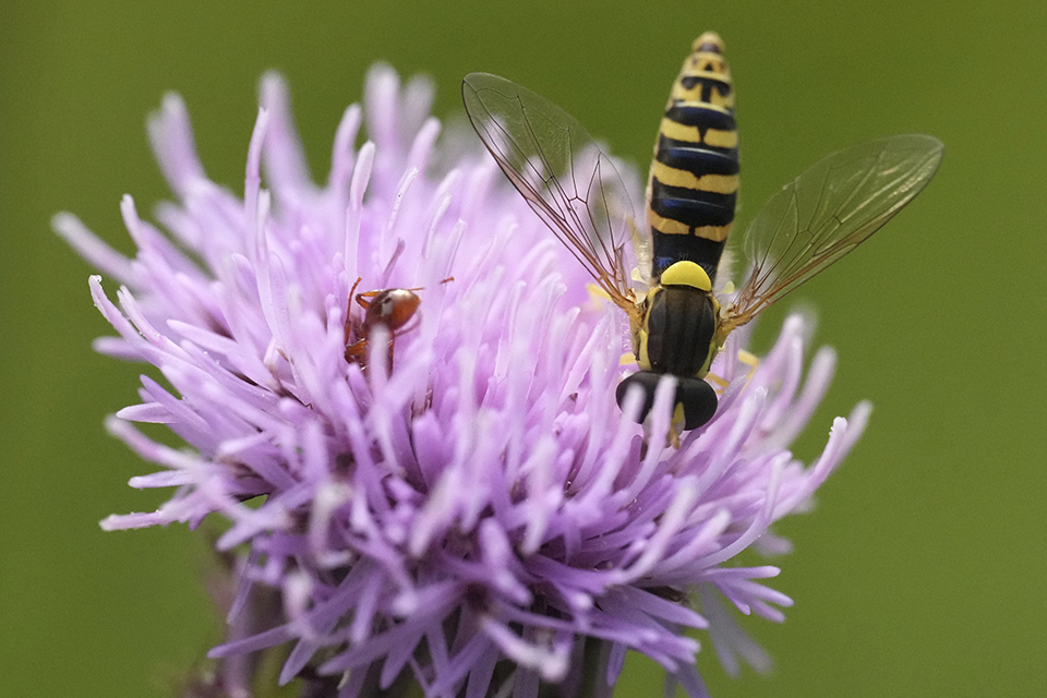 Οταν τα χιλιόμετρα δίνουν ρυθμό στον Μπετόβεν-3