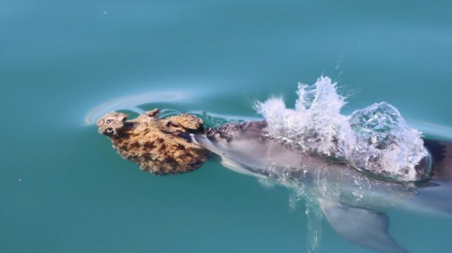 γιατί-κάποια-δελφίνια-κυνηγούν-με-ένα-563717551