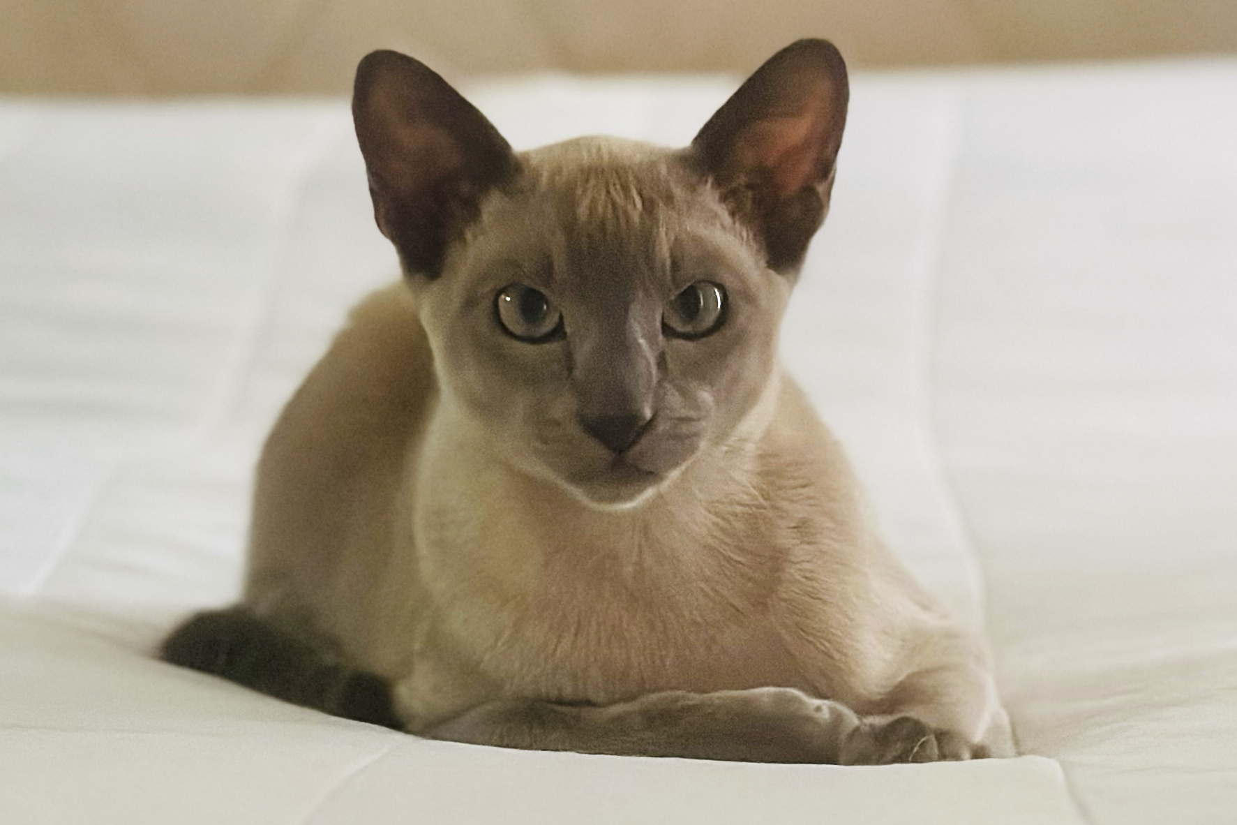 Ο Λεονάρντο ντα Πίντσι δεν θέλει χάδια, αλλά τα εσώρουχα μιας ολόκληρης γειτονιάς-2