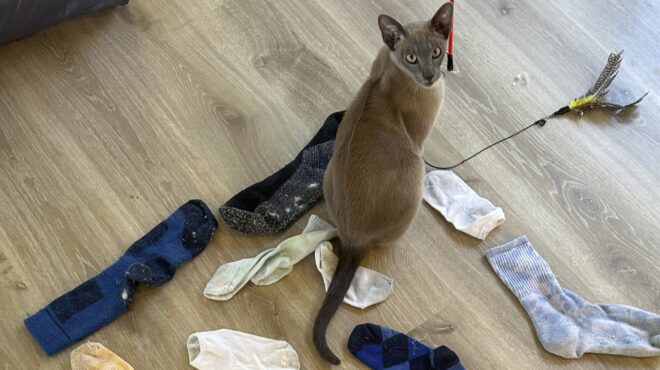 ο-λεονάρντο-ντα-πίντσι-δεν-θέλει-χάδια-563738053