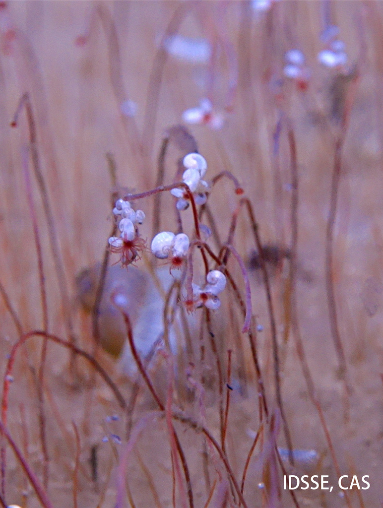 Επιστήμονες ανακάλυψαν ένα νέο είδος ωκεάνιων οικοσυστημάτων σε βάθος 9 χλμ.-1