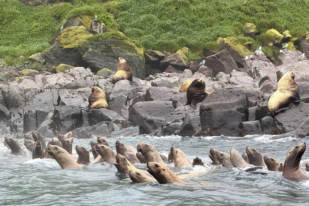 Σεισμός στην Καμτσάτκα: Viral οι θαλάσσιοι λέοντες που πηδούν μαζικά στη θάλασσα για να ξεφύγουν-1